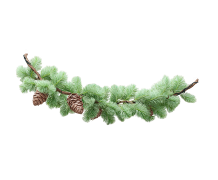 Delicate evergreen branch with natural pinecones, perfect for adding a touch of winter elegance to your seasonal designs and festive holiday projects