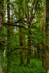 Lush green forest with ivy covered trees