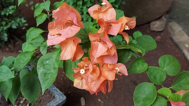 Bougainvillea on leaves background. The flower of the plant is surrounded by three or six bracts with the bright colours