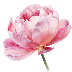 watercolor pink peony flower art