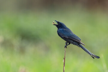 Black  Drongo perched with an insect in its beak, and eating the insect