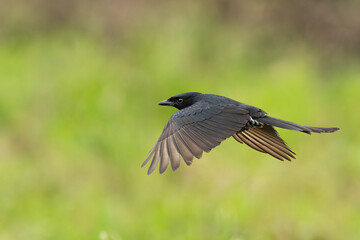 Black Drongo in flight, close-up of the bird in flight