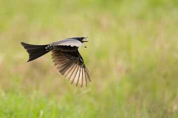 Black Drongo in flight, catching a fly