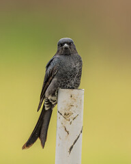 Black Drongo portrait, bird portrait