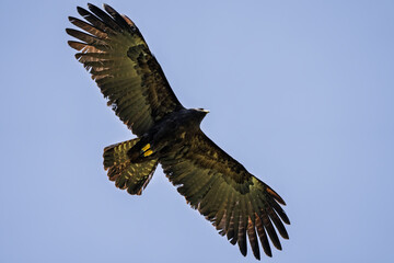 Black eagle,Ictinaetus malaiensis, beautiful in flight with wings wide open, close details of the black eagle in Taiwan