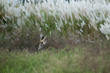 Hen Harrier in flight, in the field, getting ready to catch the prey