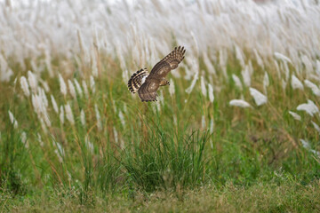 Hen Harrier in flight, wings open wide, beautiful white flowers in the background
