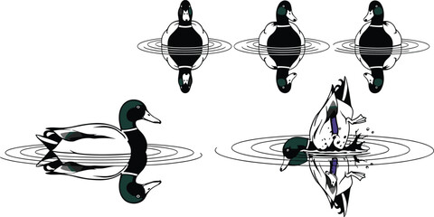 Duck, illustration, with, water, ripple, reflection, motion, symmetry, swimming, diving, splash, top, view, vector, content, nature, behavior, silhouette, aquatic, animal, graceful, arrangement