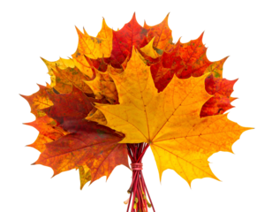 A vibrant tied bouquet of autumn maple leaves, displaying fall colors