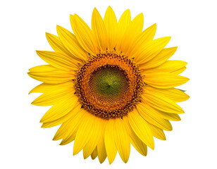 Fototapeta premium Bright yellow flower with central disc against black background