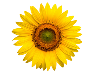 Bright yellow flower with central disc against black background