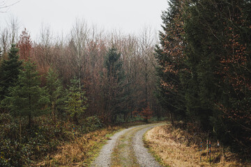 Obraz premium Twisting gravel road or footpath winding through a dense forest. Moody, gray, gloomy winter day, wide angle view, no people