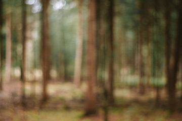 Blurred forest background with soft focus and desaturated colors. Wide angle view, no people