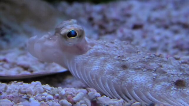 Scholle, ein Plattfisch, sehr guter Speisefisch, Pleuronectes platessa