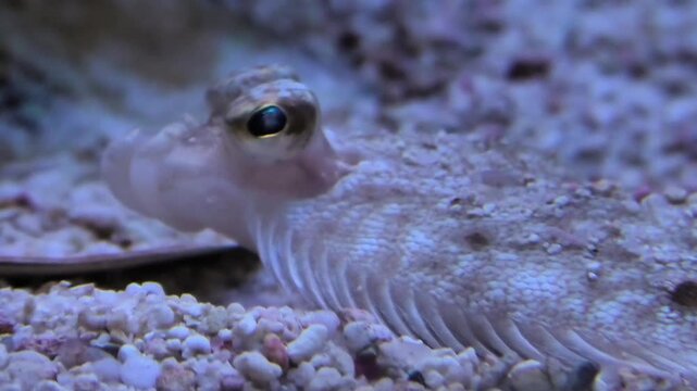 Scholle, Goldbutt, Plattfisch getarnt am Meeresgrund, Pleuronectes platessa