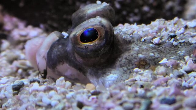 Scholle taucht am Meeresgrund aus Tarnung auf, Auge, Makroaufnahme, Unterwasser, Pleuronectes platessa