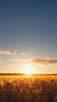 Wheat field landscape at sunset with dramatic sky, golden hour agriculture harvest background, vertical 9:16 background for social media stories