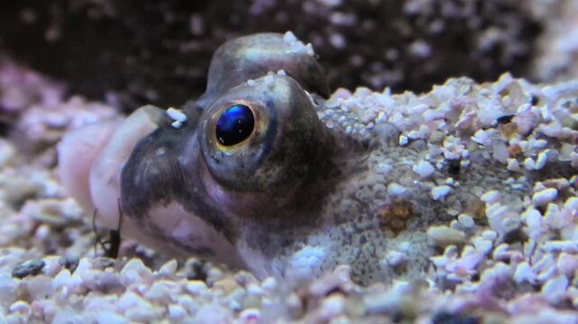 Scholle gut getarnt am Meeresgrund, Auge bewegt sich, Atmung, Makroaufnahme, Unterwasser, Pleuronectes platessa