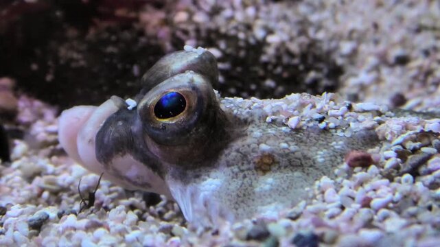 Scholle gut getarnt am Meeresgrund, Auge bewegt sich, Makroaufnahme, Unterwasser, Pleuronectes platessa