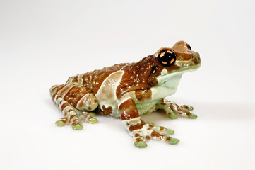 Amazon milk frog, Mission golden-eyed tree frog // Baumhöhlen-Krötenlaubfrosch (Trachycephalus resinifictrix) - Brasilien