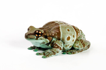 Amazon milk frog, Mission golden-eyed tree frog // Baumh&ouml;hlen-Kr&ouml;tenlaubfrosch (Trachycephalus resinifictrix) - Brasilien