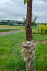 Sheep wool hanging on a young cherry tree trunk in an orchard. German farmers use raw wool as a...