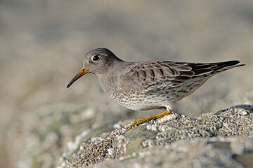 Purple Sandpiper (Calidris maritima) on barnacle encrusted rocks in a harbour