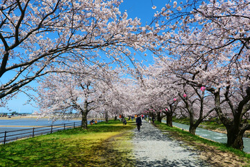 舟川べり桜並木。朝日、富山、日本。4月上旬。