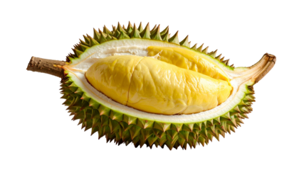 Open durian fruit showing yellow pods, thorny green rind