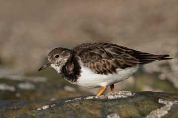 Ruddy Turnstone (Arenaria interpres) on barnacle encrusted rocks in a harbour