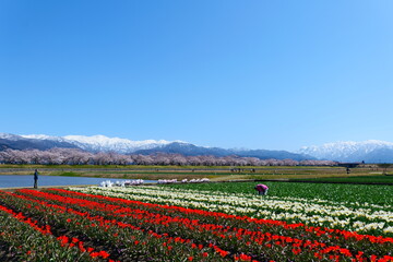 舟川べり桜並木。朝日、富山、日本。4月上旬。