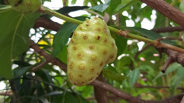 Ripe of Noni Fruits with green leafs. The fresh fruit's strong, vomit-like odor has made it a famine food in most regions and has been used in traditional medicine.