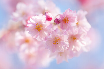 Fototapeta premium 春色