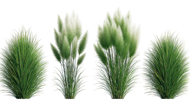 Luxurious vertical fountain grass clusters in four sections on transparent background
