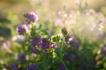 Flowering purple alfalfa (Medicago sativa) plant on green field.