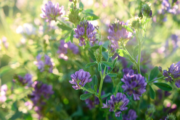 Fototapeta premium Flowering purple alfalfa (Medicago sativa) plant on green field.