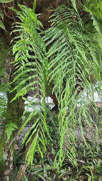 Tropical fern leaves swaying gently in lush natural greenery. Close-up of vibrant hanging ferns in a fresh outdoor setting. Green fern foliage moving softly in a serene tropical garden