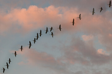 Fototapeta premium Vogelflug