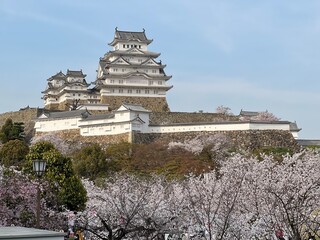 桜と姫路城