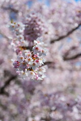 舟川べり桜並木。朝日、富山、日本。4月上旬。