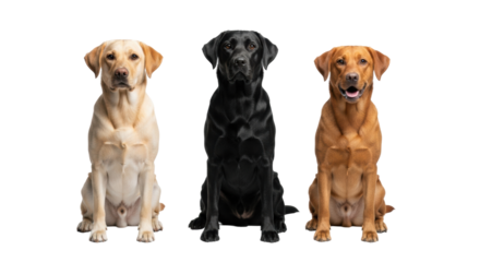 Purebred yellow, black, and fox red Labradors with glossy coats and alert eyes sit on a transparent studio background with copy space. Concept of canine companionship and distinct beauty