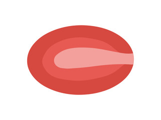 Circular or Orbicularis Oculi Muscle Cells
