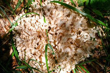 Cauliflower mushroom in the forest. Sparassis genus. Wood cauliflower growing in the nature.