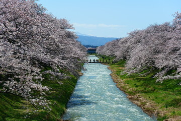 舟川べり桜並木。朝日、富山、日本。4月上旬。