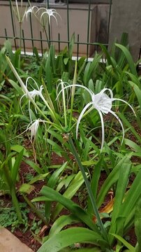 Amarilys flower or Hymenocallis caroliniana with green leaf background, planting in the garden.