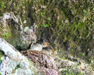 baby birds eating © James