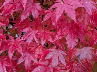 Red leaves of a Japanese maple in autumn