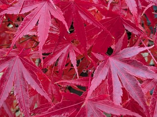 Red leaves of a Japanese maple in autumn