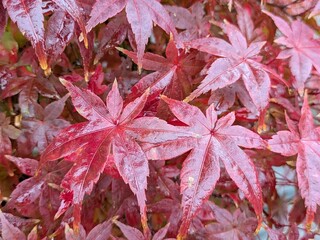 Red leaves of a Japanese maple in autumn