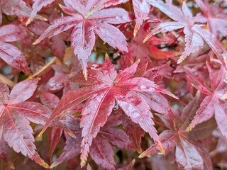 Red leaves of a Japanese maple in autumn